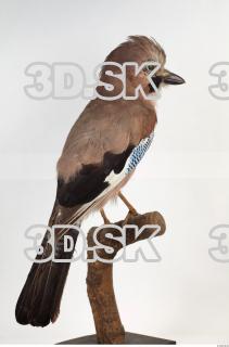 Jay - Garrulus glandarius 0011